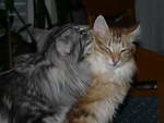 Katze Arwen und Padme 7 Monate alt.